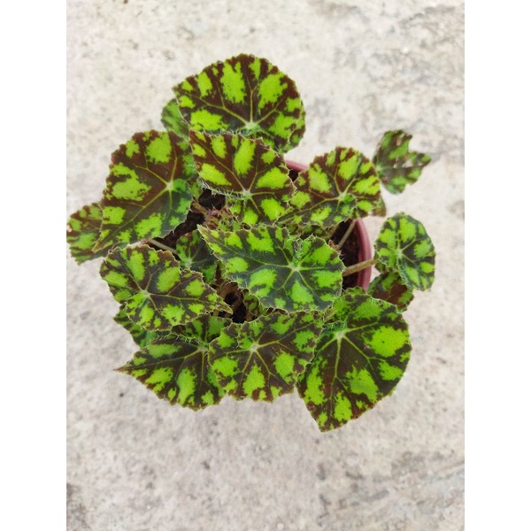 Chậu cứng kiểng lá - Bộ sưu tập sức sống xanh