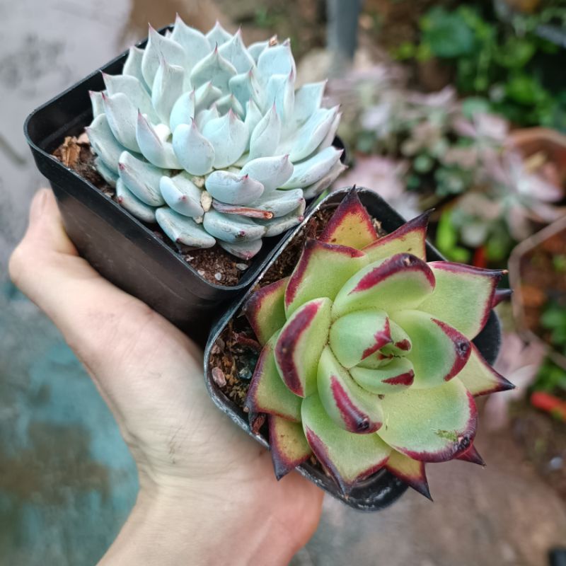 Sen đế mix nhiều màu 1 chậu.
