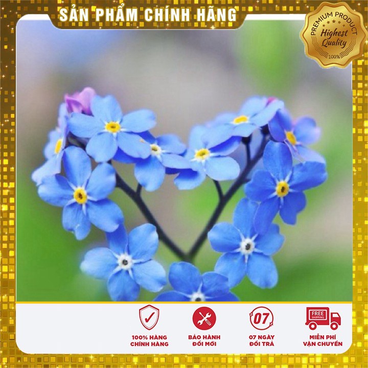 Hạt giống hoa lưu ly xanh mộng mơ thân thảo dễ trồng