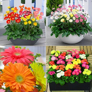 Hạt giống hoa đồng tiền