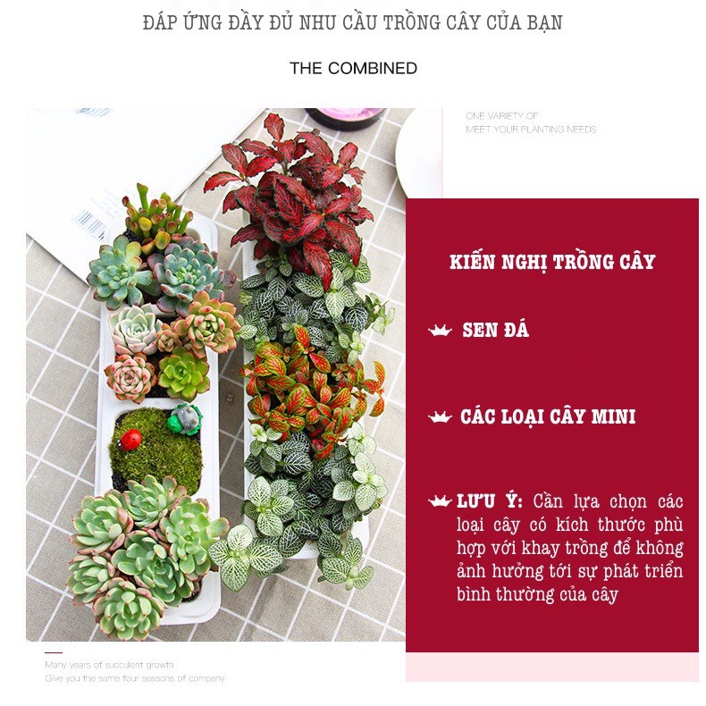 Chậu trồng cây hoa đá ,sen đá,xương rồng Oliz-T1