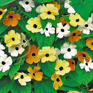 Hạt giống hoa Ánh dương