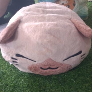 Mèo  ú  dễ  thương