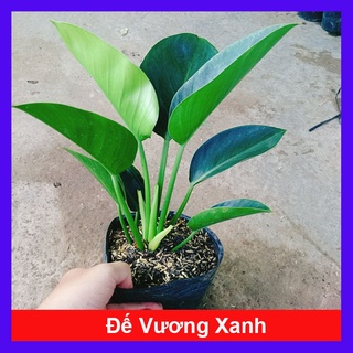 Trầu Bà Đế Vương Xanh - cây cảnh để bàn - caykiengsadec