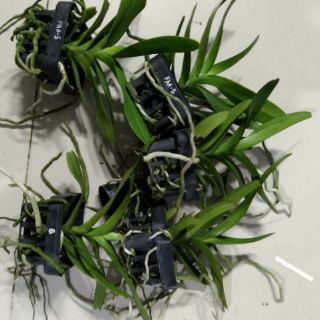 Nhạn Thái tháng 8