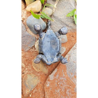 Mô Hình Rùa Galapagos Tortoise ( đực ) .