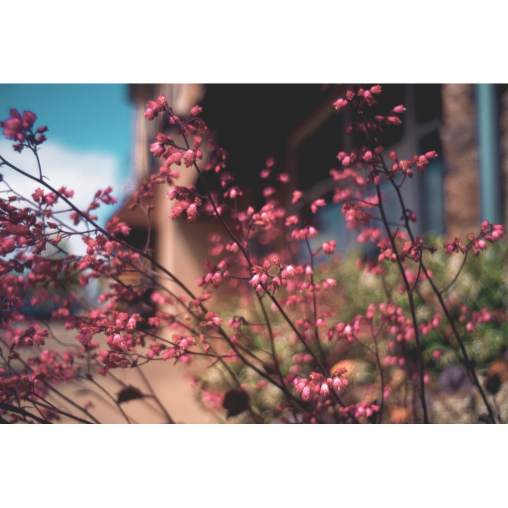 Ống kính máy ảnh Asanuma 21mm f3.8 MF Ngàm Nikon F   17472