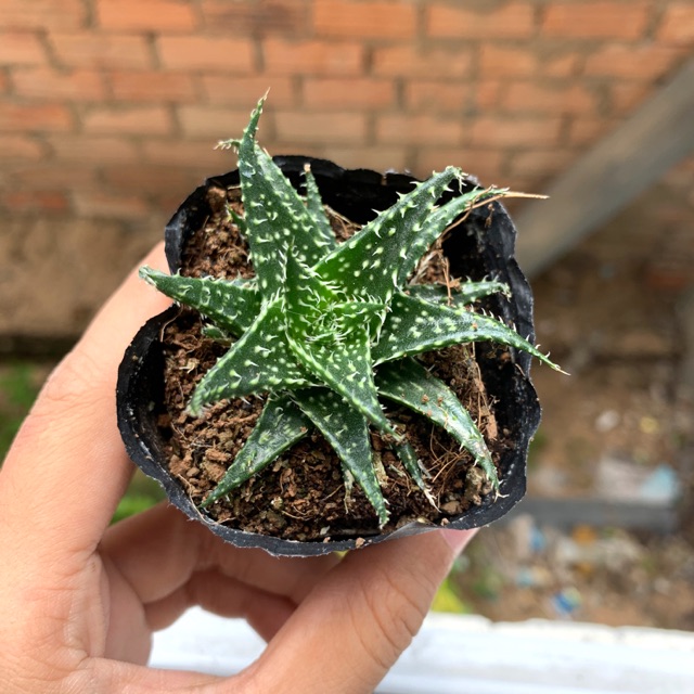 MÓNG RỒNG PHÁP MINI