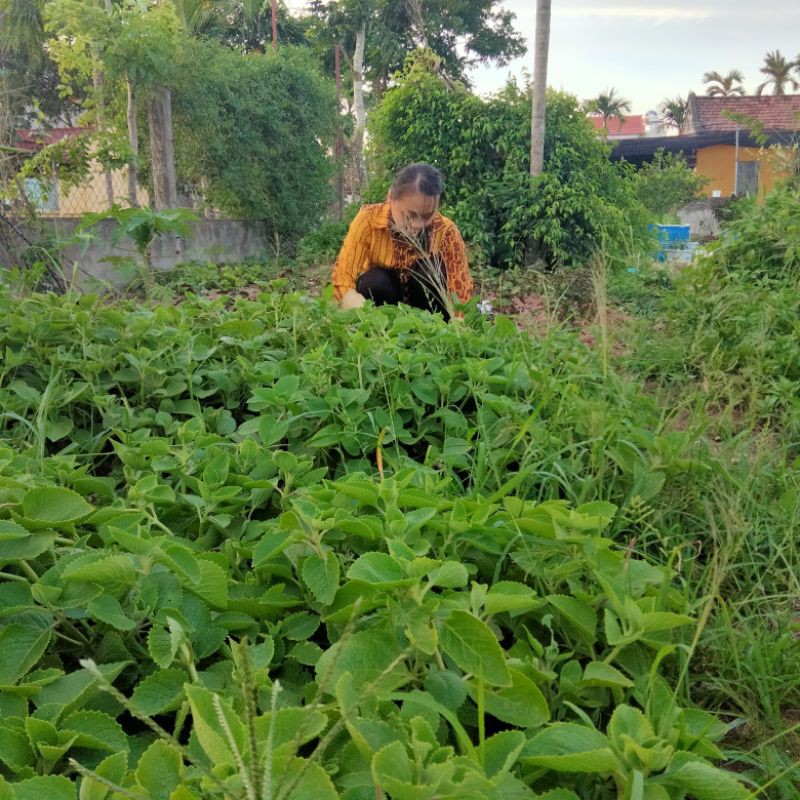 0.5kg  LÁ HÚNG CHANH TƯƠI SẠCH ĐỂ TRƯNG SIRO CHO BÉ