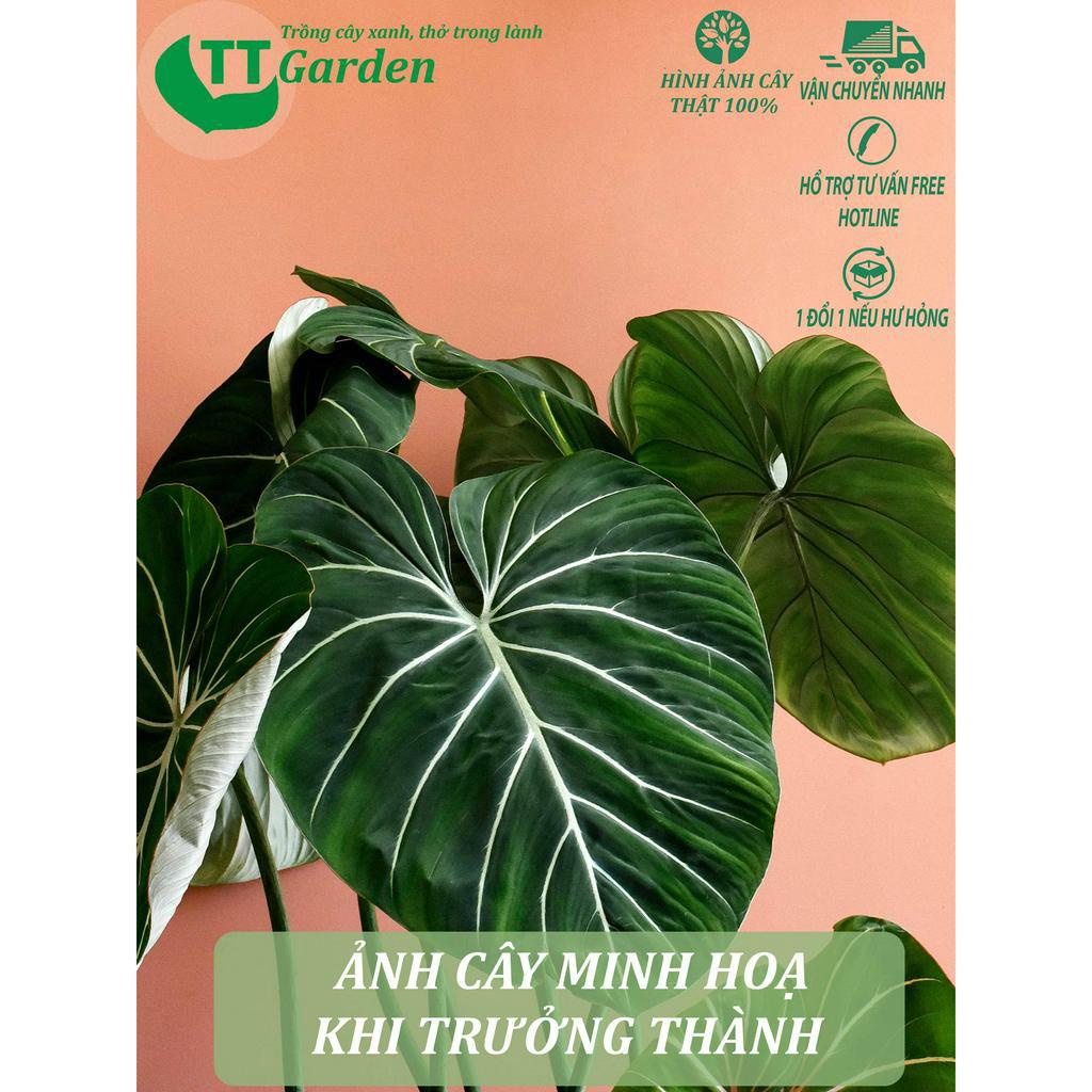 Philodendron Glorisosum cây giống đẹp, trồng trong nhà, trồng ngoài trời, trồng sân vườn, decor trang trí sân vườn