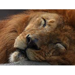 MÁY ẢNH SIÊU ZOOM Nikon P950-CHÍNH HÃNG | BigBuy360 - bigbuy360.vn