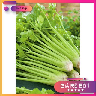 Hạt giống Cần Xanh Pascal (5g)