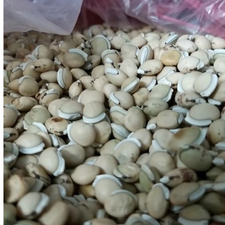 500 gram bạch biển đậu