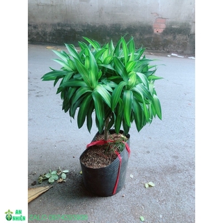 Trúc Bách Hợp