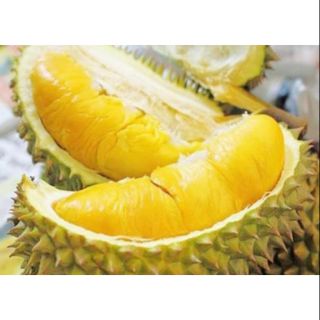 Cây 🌲 Sầu Riêng ri6