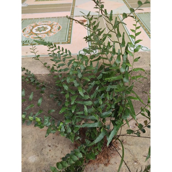 5cây dương xỉ trồng bonsai