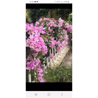 cây hoa Lan tỏi cao 35cm bầu rễ ổn định