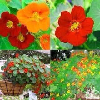 Hạt giống Hoa sen cạn mix 🌱