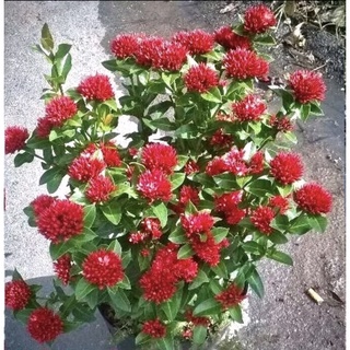 Cây hoa mẫu đơn - Bông trang