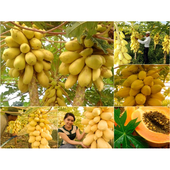 20H - Hạt giống đu đủ vỏ vàng quả ngọt- Rau củ quả trồng tại vườn, sân thượng, nông trang, ban công