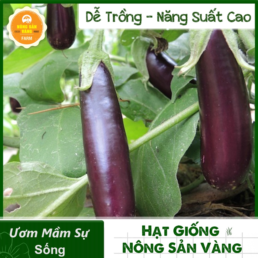 Hạt giống Cà Tím Quả Dài Năng Suất Cao ( Gói 1 Gram ) - Nông Sản Vàng