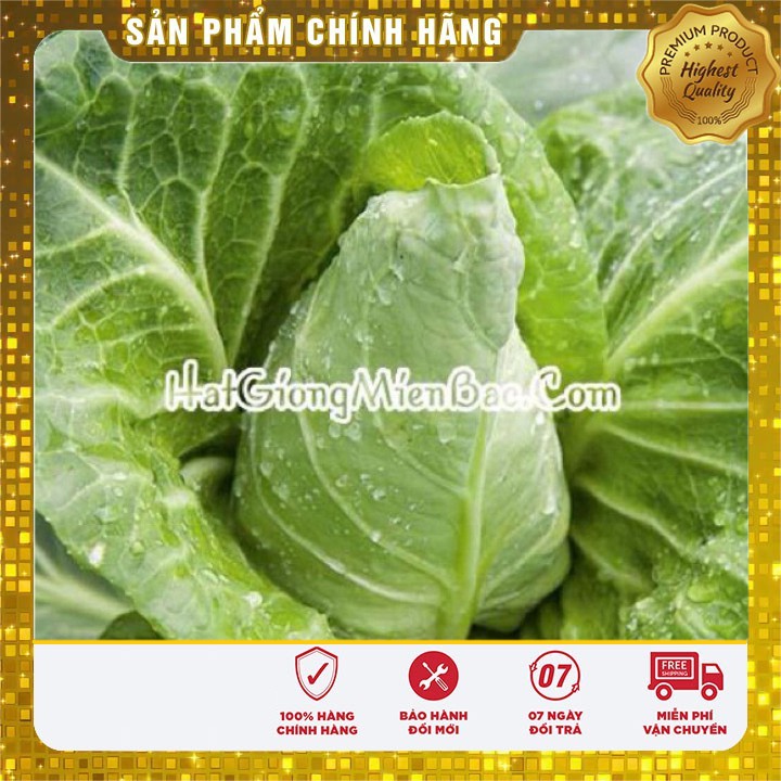 Hạt Giống Bắp Cải Trái Tim(50 hạt)