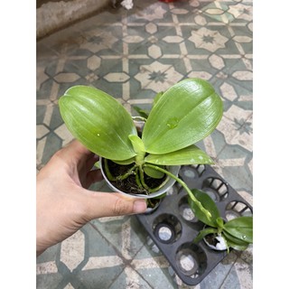 Hồ điệp vân thơm cây đang ngồng hoa