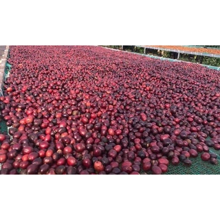Cà Phê Slarland, Robusta, 500gr, coffee, nguyên chất