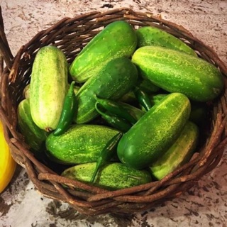 HẠT GIỐNG DƯA CHUỘT BÉO_Trái mập, ngắn, ít gai