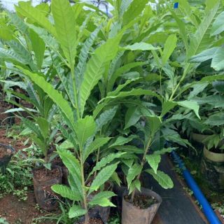 Cây giống vú sữa hoàng kim cao 45-50cm