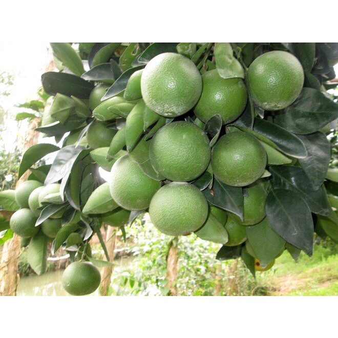 COPPER MIX - ĐẶC TRỊ NẤM HỒNG - CHÁY LÁ - THỐI RỄ  Nhập Khẩu Châu Âu