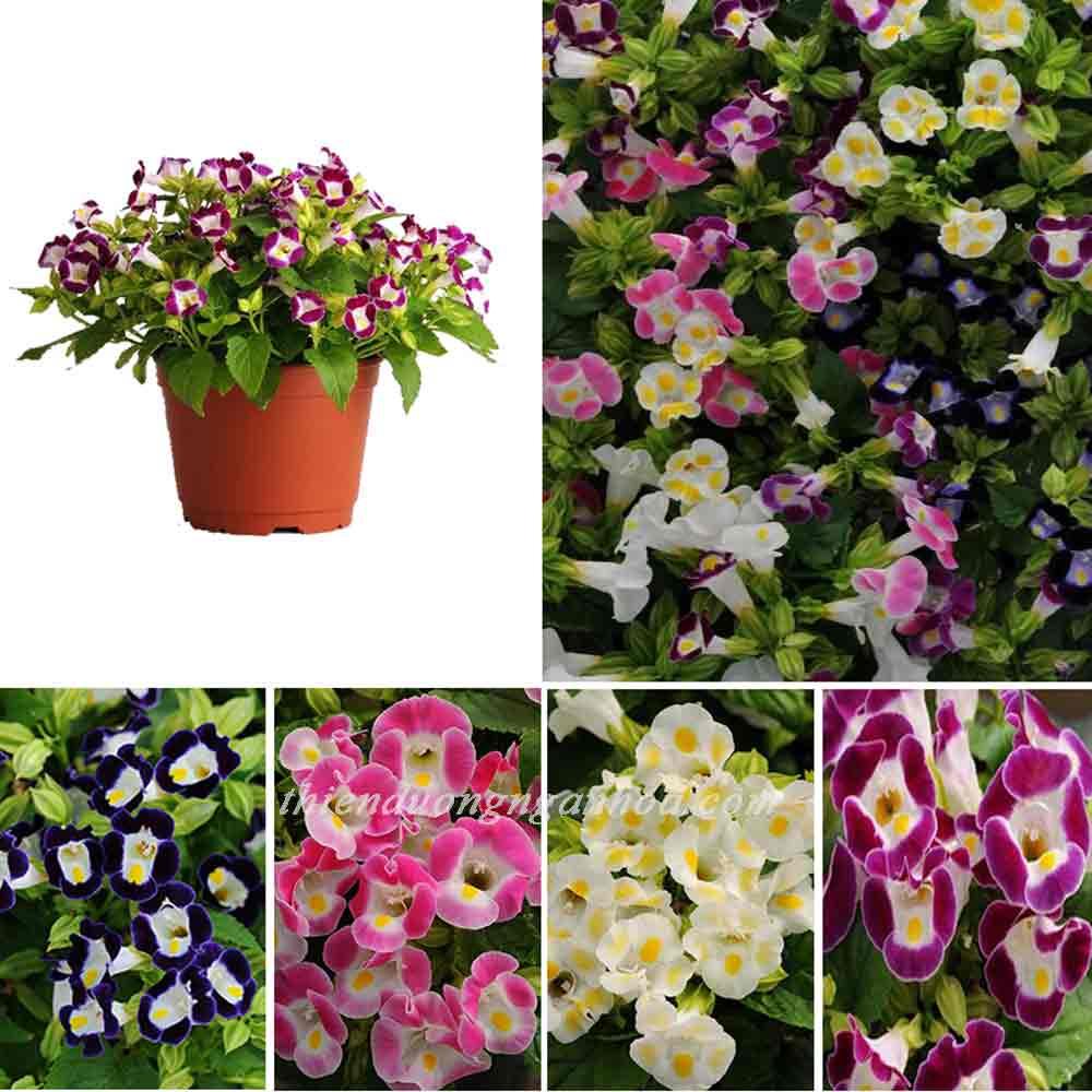 Hạt Giống Hoa Mắt Nai (tặng kèm phân)