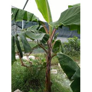 cây chuối đỏ