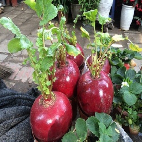 Shop 1K - HẠT GIỐNG CỦ CẢI ĐỎ KHỔNG LỒ