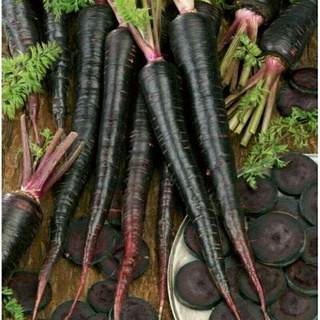 10h cà rốt đen tím dành cho người mới tập trồng