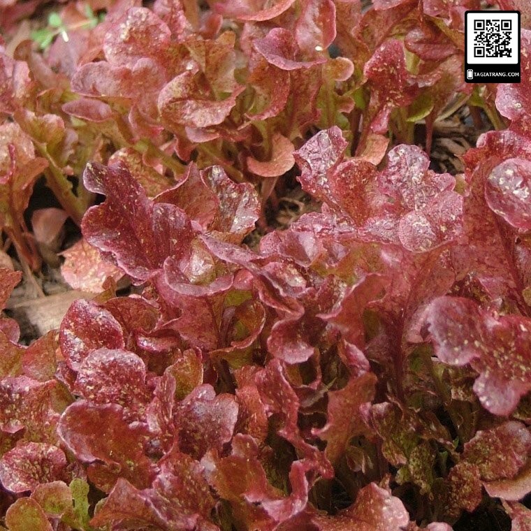 [Bán sỉ] - Hạt giống rau xà lách Oakleaf lá sồi đỏ (sồi tím)