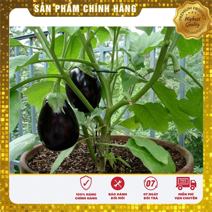 Hạt giống Cà Tím Dài ( 2 gram) ( Hạt giống rau )