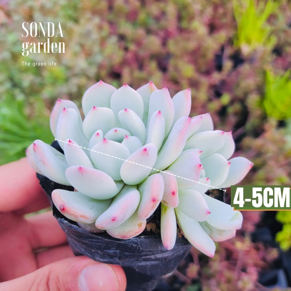 Sen đá cúc đầu đỏ SONDA GARDEN size bé 5-8cm, xuất xứ Đà Lạt, khoẻ đẹp, lỗi 1 đổi 1