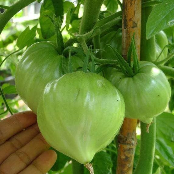 Hạt Giống Cà Chua Trái Tim Vàng 0.1gr