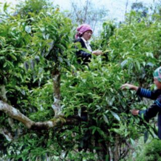 1kg Chè tuyết shan tủa chùa