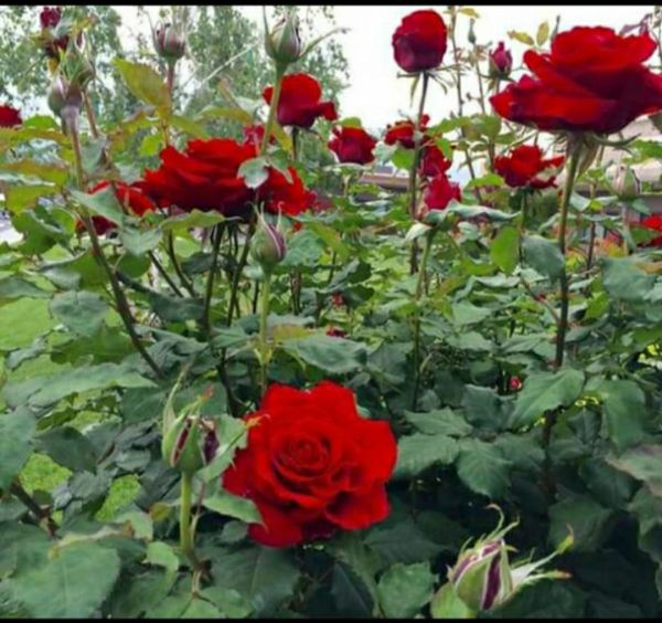 Hồng nhung sadec đang nụ bầu đất