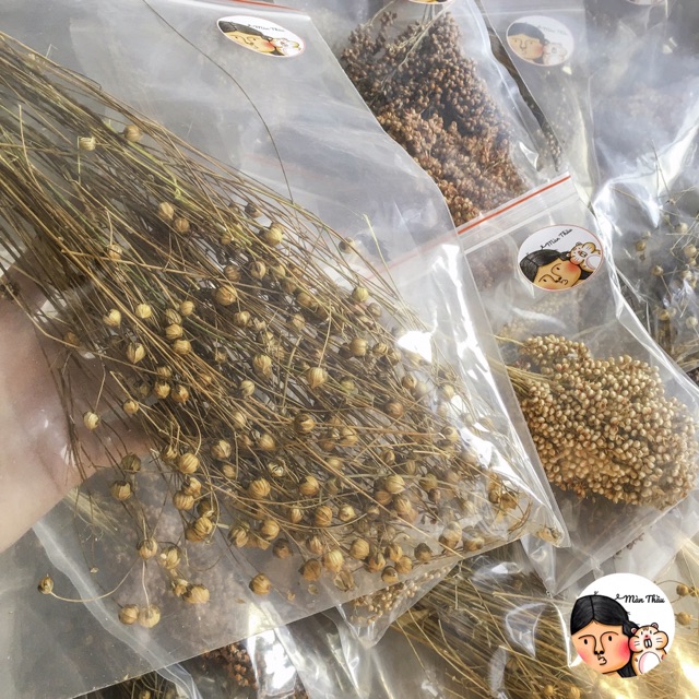 Cành lanh nguyên hạt dành cho Hamster