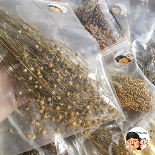Cành lanh nguyên hạt dành cho Hamster (40-45gram KHÔNG TÍNH BỊCH)