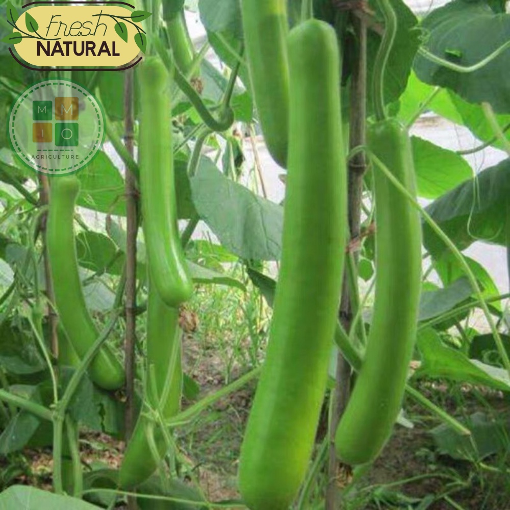 Hạt giống bầu xanh dài siêu trái Đài Loan