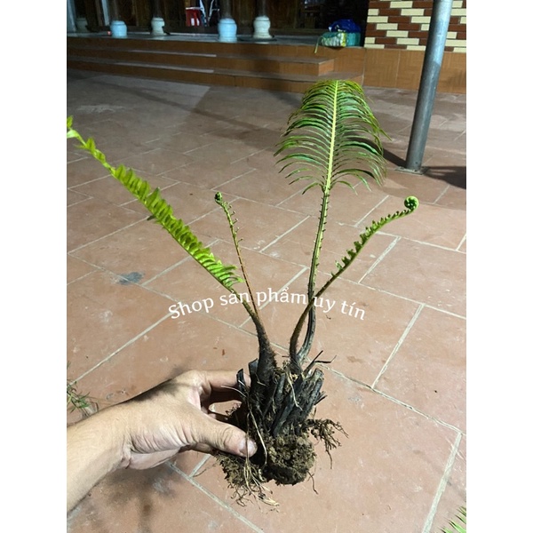 Cây dương sỉ  thân gỗ