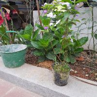 Nhài nhật sắp  hoa