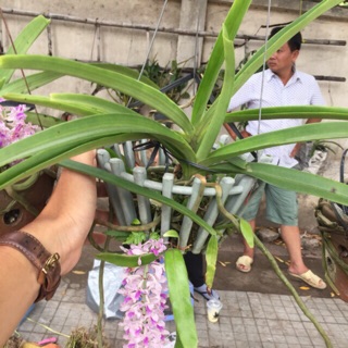 Chồn rừng cây trung