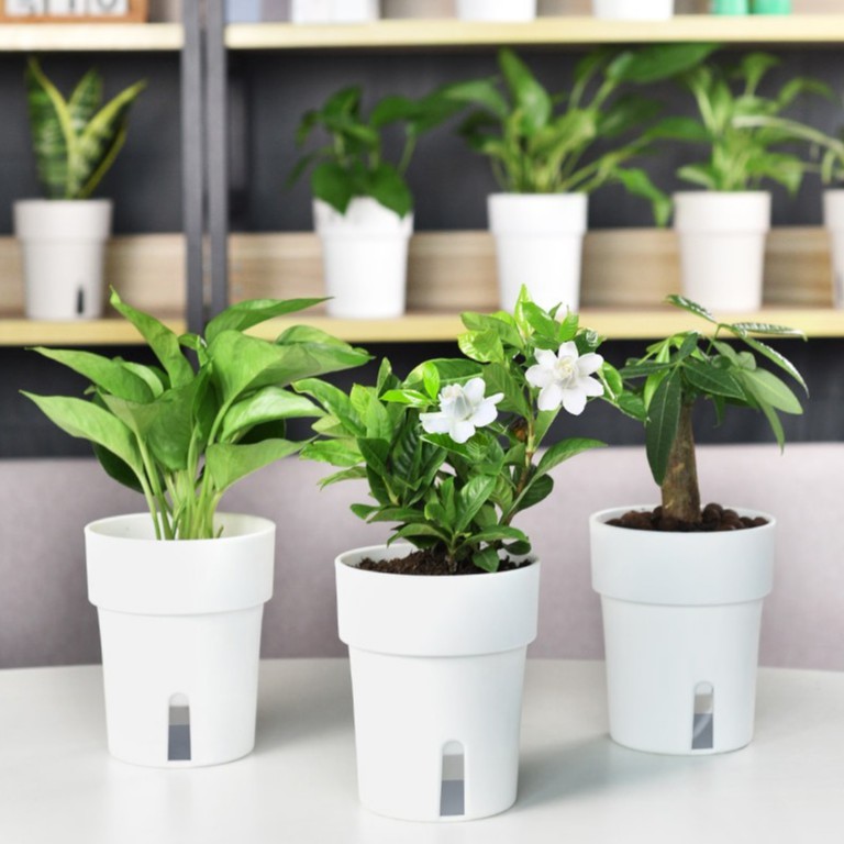 Chậu nhựa trồng cây để bàn tự tưới- Nét đẹp từ sự giản đơn