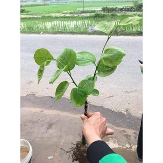 CÂY giống hồng giòn không hạt