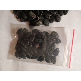 Hạt giống mướp khía 10 hạt